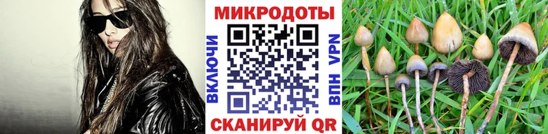 Галлюциногенные грибы Psilocybine cubensis  Североуральск 