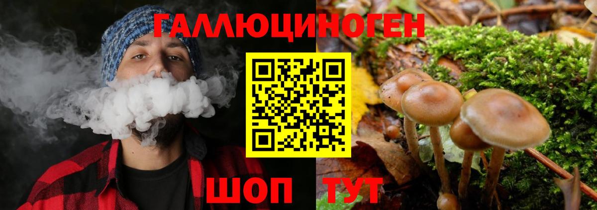 Галлюциногенные грибы Psilocybine cubensis Североуральск
